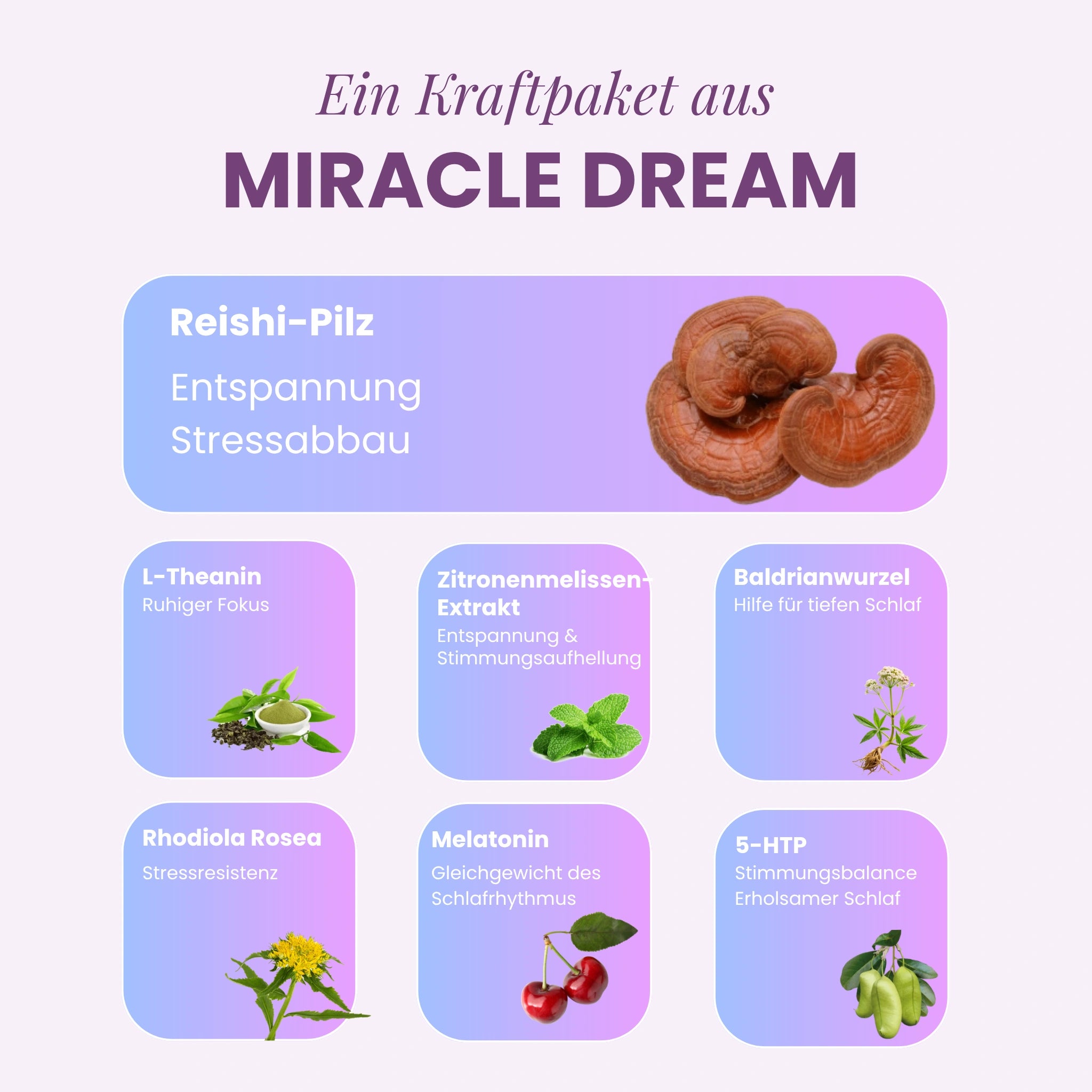 Miracle Dream (Reishi für tiefen, ruhigen Schlaf)