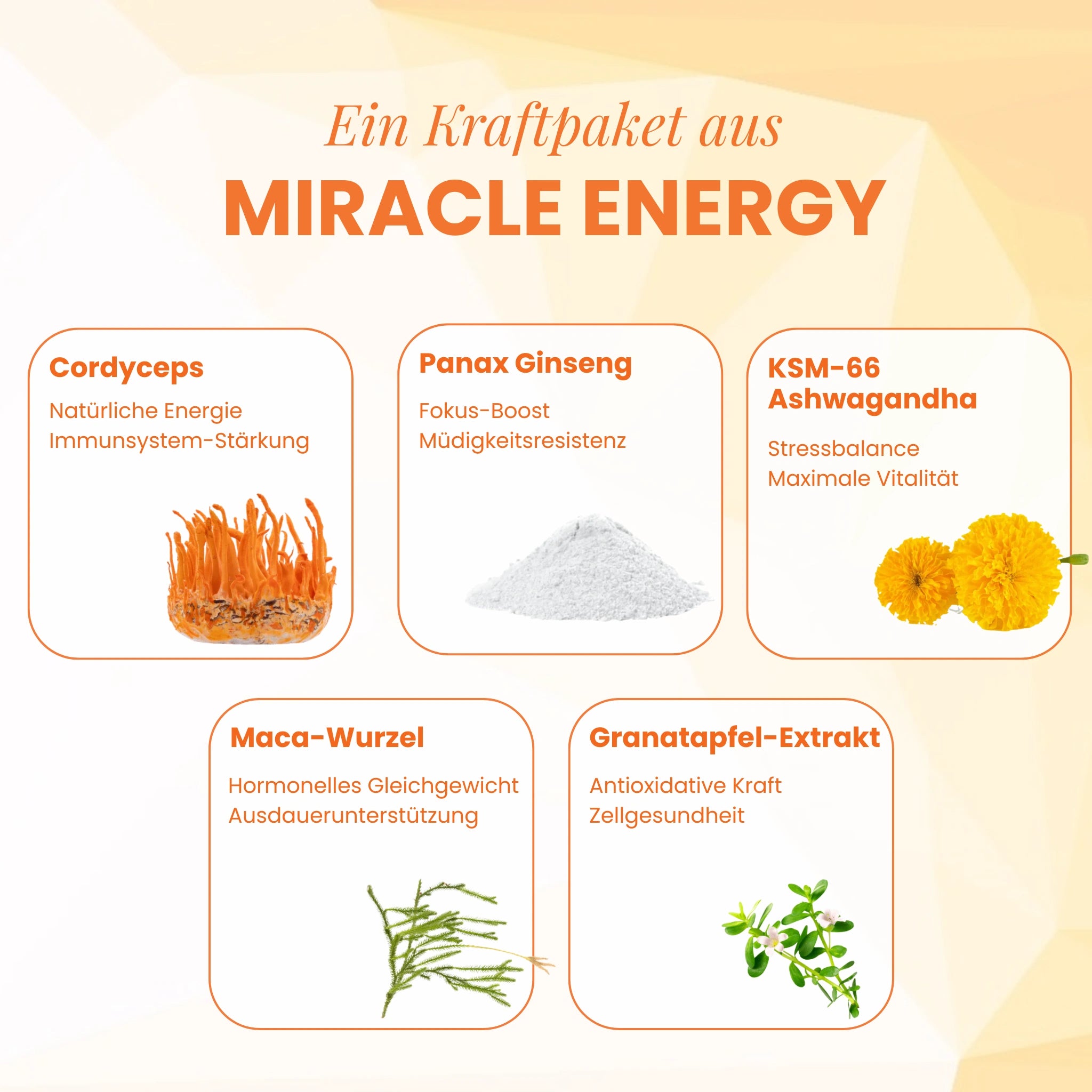Miracle Energy (Cordyceps für Energie)