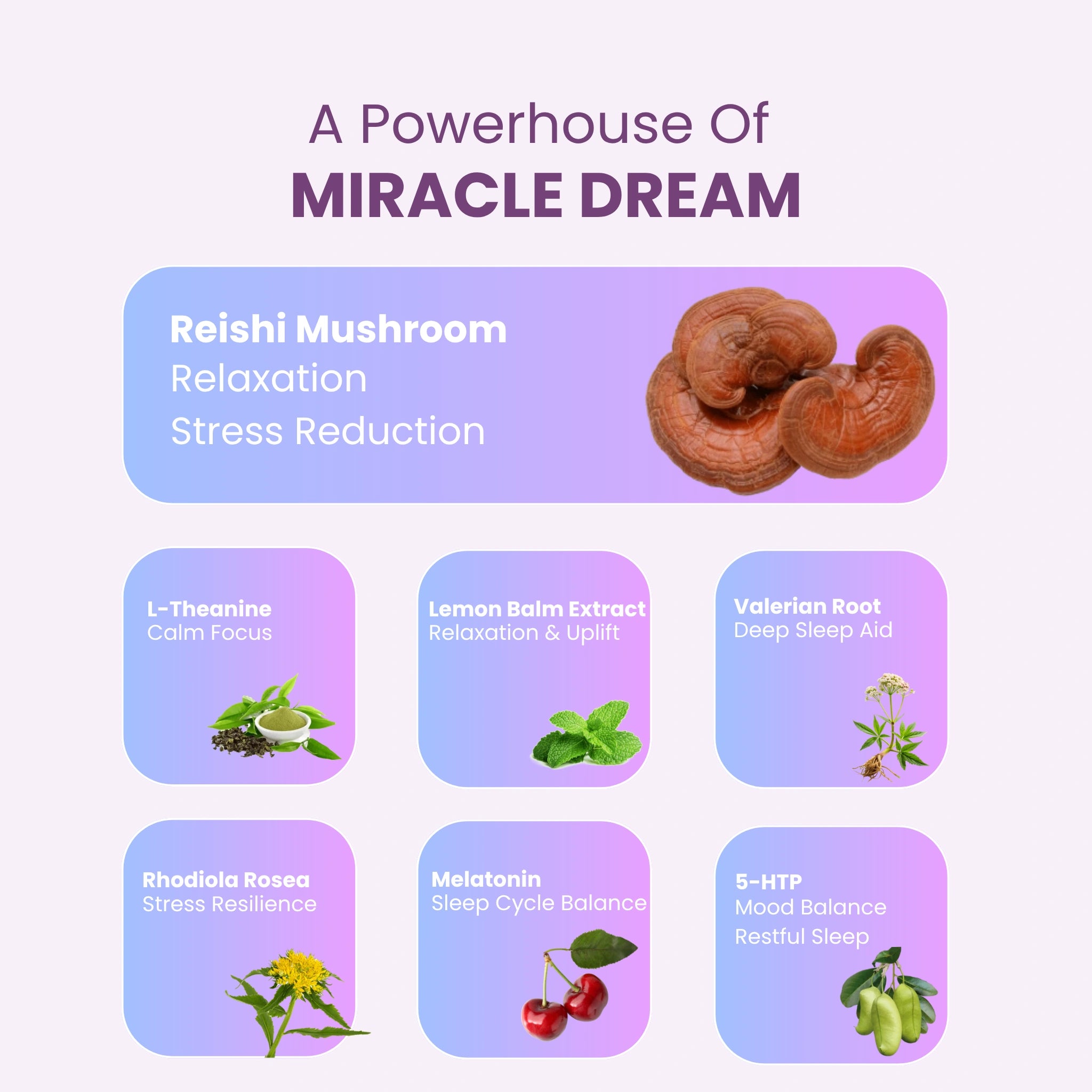 Miracle Dream (Reishi for Deep, Calm Sleep)