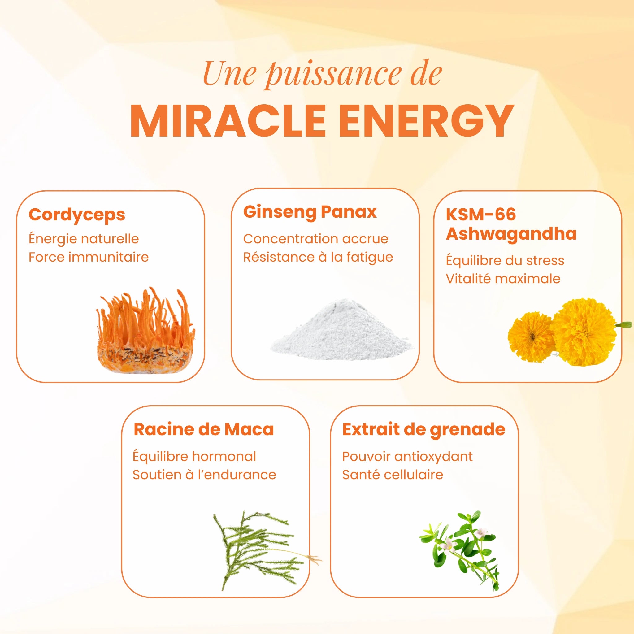 Miracle Energy (Cordyceps pour l’énergie)
