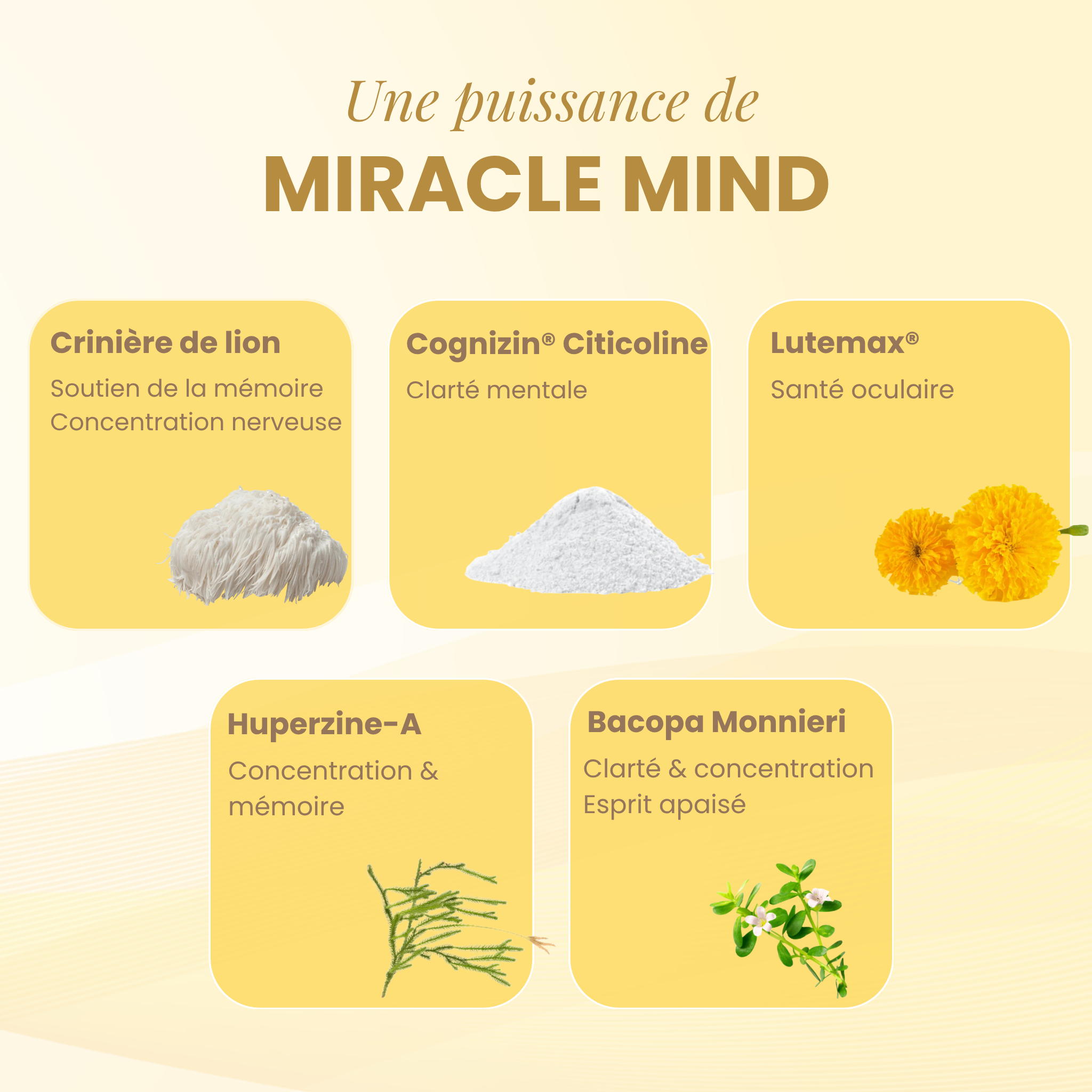 Miracle Mind (Crinière de Lion pour le soutien cognitif)